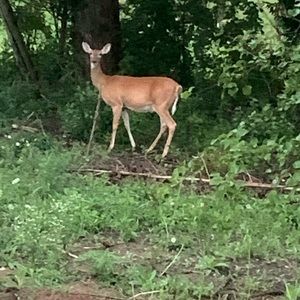 Meet your Posher, Dana